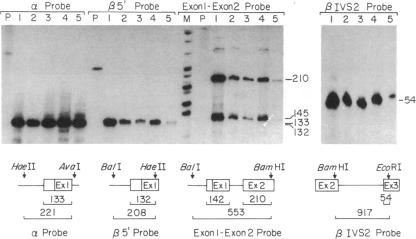 graphic file with name pnas01084-0115-a.jpg