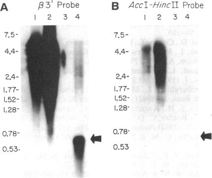 graphic file with name pnas01084-0117-a.jpg