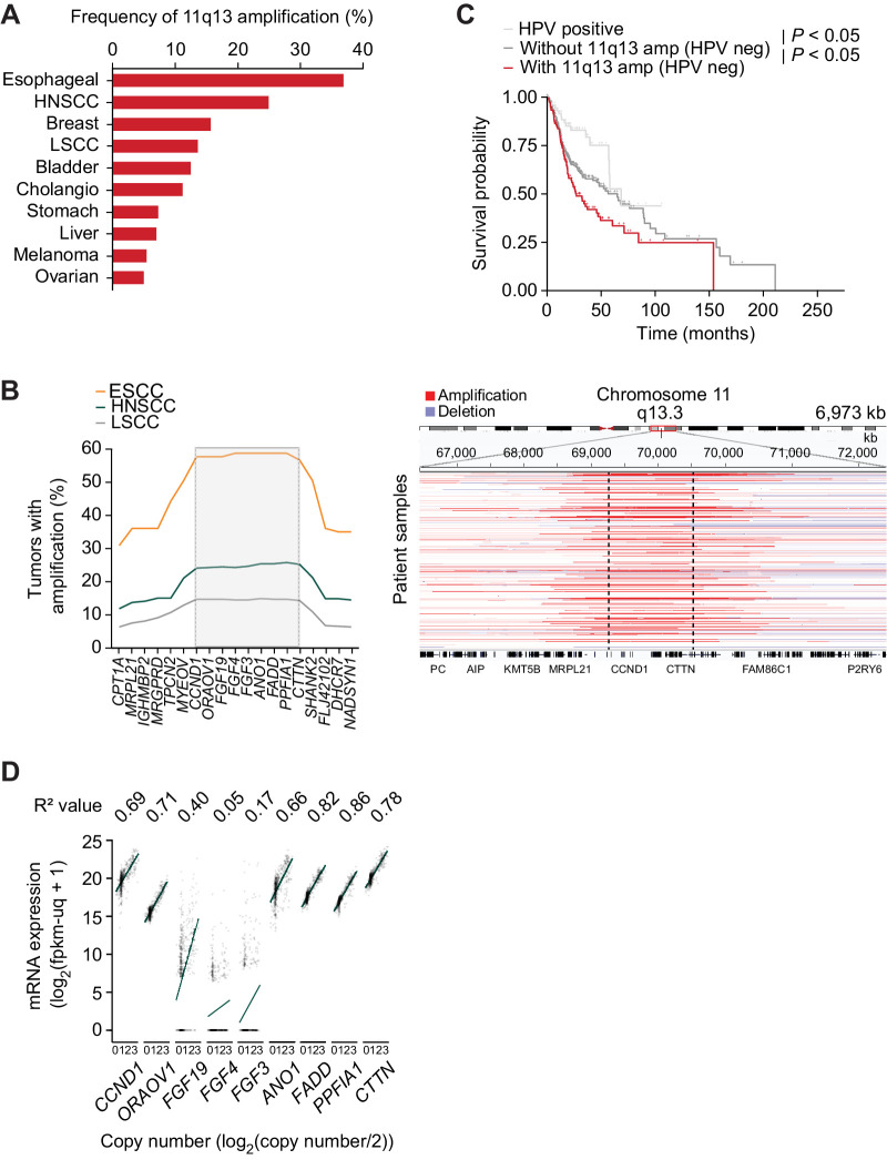 Figure 1. The 11q13 amplification in SCC spans from CCND1 to CTTN. A, Frequency of 11q13 amplification in tumors (TCGA, PanCancer Atlas). B, Left, frequency of amplification of genes in 11q13 region in ESCC (n = 97), HNSCC (n = 519), and LSCC (n = 503). Right, representative integrative genome browser view on copy number fragments of 11q13-amplified HNSCCs. C, Kaplan–Meier survival graphs for patients separated by HPV and 11q13 status (HPV negative, n = 415. HPV positive, n = 72). D, Correlation between gene expression and copy number in HNSCC (TCGA, n = 496). R2 value represents Spearman coefficient, P values calculated with Holm correction (all but FGF3 and FGF4 significant).