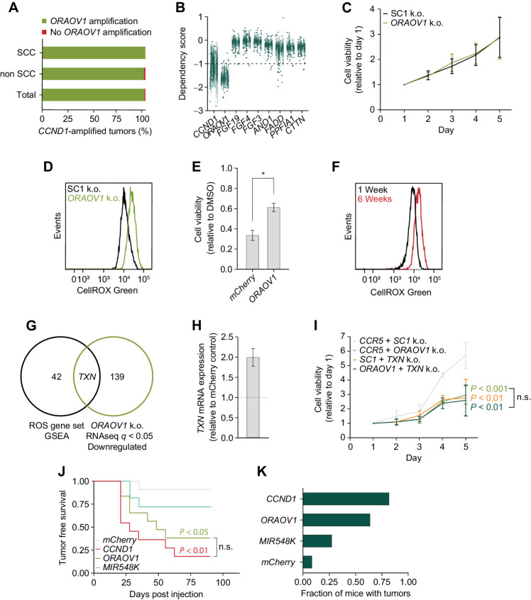 Figure 7. Upregulation of ORAOV1 is sufficient to drive SCC tumorigenesis in vivo. A, Fraction of CCND1 amplified tumors that carry ORAOV1 amplification in SCC (n = 238) and non SCC (n = 382; TCGA, PanCancer Atlas). B, Dependency scores on 11q13 genes for all cancer lines in database, from CRISPR knockout screens from project Achilles (DepMap). Scores below −1.0 show significant dependency. Upper and lower whiskers represent the largest and smallest observed values within 1.5 times the interquartile range from the ends of the box. C, Relative cell viability values based on Alamar Blue assay upon ORAOV1 knockout in TC-OKC. Average doubling time in hours; SC1: 54.9, ORAOV1: 55.3. D, ROS levels as measured by CellROX Green in FaDu cells upon ORAOV1 knockout. E, Cell viability values based on Alamar Blue assay of mCherry or ORAOV1 overexpressing TC-OKC after 72 hours of treatment with 150 nmol/L TBHP, relative to DMSO. F, ROS levels as measured by CellROX Green in TC-OKC 1 week or 6 weeks post engineering. G, Venn diagram showing overlap between genes in the ROS Pathways GSEA Hallmark gene set and genes downregulated (q < 0.05) in the RNA-seq dataset upon ORAOV1 knockout in FaDu cells. H, TXN expression values in OKC upon ORAOV1 overexpression. I, Relative cell viability values based on Alamar Blue assay upon knockout of Controls SC1+CCR5, CCR5+ORAOV1, SC1+TXN, or ORAOV1+TXN in FaDu cells. P values calculated with two-way ANOVA test. Average doubling times in hours; CCR5/SC1: 38.2, CCR5/ORAOV1: 61.2, SC1/TXN: 65.3, ORAOV1/TXN: 69.9. J, Tumor-free survival of NSG mice injected with 1E6 human TC-OKC cells overexpressing indicated gene (mCherry: n = 12, CCND1, ORAOV1, MIR548K: n = 11 mice). P values calculated with a Log-Rank Mantel–Cox test with post-hox P value adjustment for multiple comparisons. K, Fraction of mice with tumors at endpoint (90 days post injection).