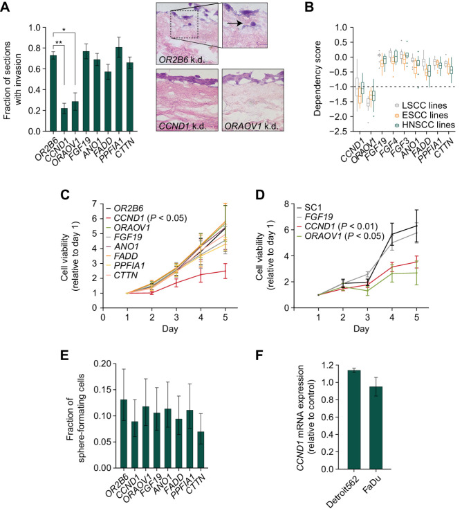 Figure 2. CCND1 and ORAOV1 drive the pathogenic effect of 11q13 amplification. A, Left, fraction of sections with invading FaDu cells in an organotypic model upon silencing of 11q13 gene expression through CRISPR-i (*, P < 0.05; **, P < 0.01). Right, representative hematoxylin and eosin (H&E) images at 20x magnification. Arrow indicates invading cell. B, Dependency scores on 11q13 genes for LSCC, ESCC, and HNSCC cell lines, from CRISPR knockout screens from project Achilles (DepMap). Upper and lower whiskers represent the largest and smallest observed values within 1.5 times the interquartile range from the ends of the box. Scores below −1.0 show significant dependency. C, Relative cell viability values based on Alamar Blue assay upon CRISPR-i mediated knockdown of 11q13 genes in FaDu cells. P values calculated with two-way ANOVA test. Average doubling times in hours; OR2B6: 38.3, CCND1: 73.0, ORAOV1: 38.3, FGF19: 43.9, ANO1: 39.4, FADD: 37.8, PPFIA1: 45.7, CTTN: 41.6. D, Relative cell viability values based on Alamar Blue assay upon CRISPR mediated knockout of 11q13 genes in FaDu cells. Average doubling times in hours: SC1: 36.1, FGF19: 38.0, CCND1: 52.7, ORAOV1: 67.1. E, Spheroid formation frequency upon CRISPR-i mediated knockdown of 11q13 genes in FaDu cells. Error bars represent 95% confidence interval, P values calculated with χ2 test (nonsignificant). F, CCND1 expression upon ORAOV1 knockout in FaDu and Detroit562 cells.