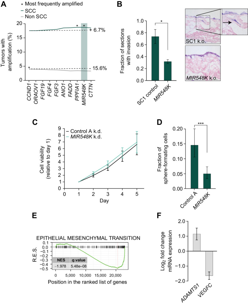 Figure 3. MIR548K is a putative driver of tumorigenicity on the 3′ end of the 11q13 amplicon. A, Amplification rates of 11q13 genes in all SCC (n = 1,356) and all non-SCC (n = 9,594) tumors in TCGA PanCancer database. SCC: CCND1 amplification rate = 17.55%, MIR548K amplification rate = 18.73%. Non-SCC: CCND1 amplification rate = 3.98%, MIR548K amplification rate = 3.36%. B, Left, Fraction of sections with invading FaDu cells in an organotypic model upon LNA-mediated knockdown of MIR548K (*, P < 0.05). Right, representative hematoxylin and eosin (H&E) images at 20x magnification. Arrow indicates invading cell. C, Relative cell viability values based on Alamar Blue assay upon LNA mediated knockdown of MIR548K in FaDu cells. Average doubling times in hours; A: 35.2, MIR548K: 34.3. D, Spheroid formation frequency upon LNA mediated knockdown of MIR548K in FaDu cells. Error bars represent 95% confidence interval, P value calculated with χ2 test (***, P = 0.001). E, Running Enrichment Scores of GSEA upon MIR548K knockout in FaDu cells for the Hallmark_Epithelial_Mesenchymal_Transition Gene Set. F, Log2FoldChange of ADAMTS1 (n = 3) and VEGFC (n = 2) expression upon MIR548K knockout in FaDu cells.