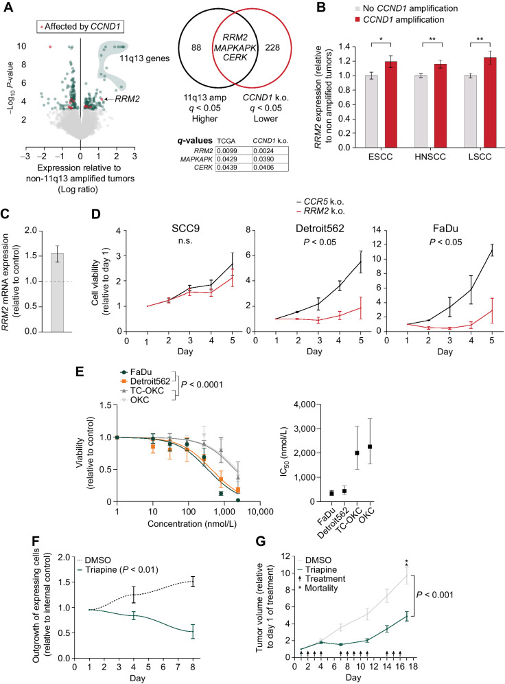 Figure 6. RRM2 is a potential target in 11q13-amplified SCC. A, Left, Volcano plot of TCGA expression data of TP53/CDKN2A mutated (n = 139) vs. TP53/CDKN2A mutated + 11q13 amplified tumors (n = 69). Red dots indicate genes that are also affected upon CCND1 knockout in FaDu cells. Right, Venn diagram depicting overlapping differentially expressed genes between TCGA 11q13 amplified genes and CCND1 knockout RNA-seq and their q-values. B, RRM2 gene expression levels in SCC tumors with CCND1 amplification relative to tumors without CCND1 amplification (TCGA, ESCC: n = 184, HNSCC (HPV negative): n = 412, LSCC: n = 550). *, P < 0.05; **, P < 0.01. C, RRM2 expression values in TC-OKC 96 hours post transduction with CCND1 overexpression lentivirus, relative to control. D, Relative cell viability values based on Alamar Blue assay upon RRM2 knockout in SCC9, Detroit562, and FaDu cells. Average doubling times for SCC9 cells in hours; CCR5: 67.9, RRM2: 88.6. Average doubling times for Detroit562 cells in hours; CCR5: 39.0, RRM2: 106.8. Average doubling times for FaDu cells in hours; CCR5: 27.5, RRM2: 62.5. E, Left, Dose–response curve fitted to a nonlinear regression model in OKC, TC-OKC, FaDu, and Detroit562 cells depicting the effect of triapine treatment for 72 hours (1–7.3 μmol/L). P value calculated with extra sum of square F-test. Right, IC50 concentration range of the 4 cell types. F, Outgrowth of CCND1 overexpressing TC-OKC versus EBFP overexpressing TC-OKC in the presence or absence of 500 nmol/L triapine, P value calculated by one-sample t-test. G, Tumor growth relative to first day of treatment of either triapine (10 mg/kg, n = 9) or control (2% DMSO, n = 7) treated FaDu tumor xenograft bearing NSG mice.