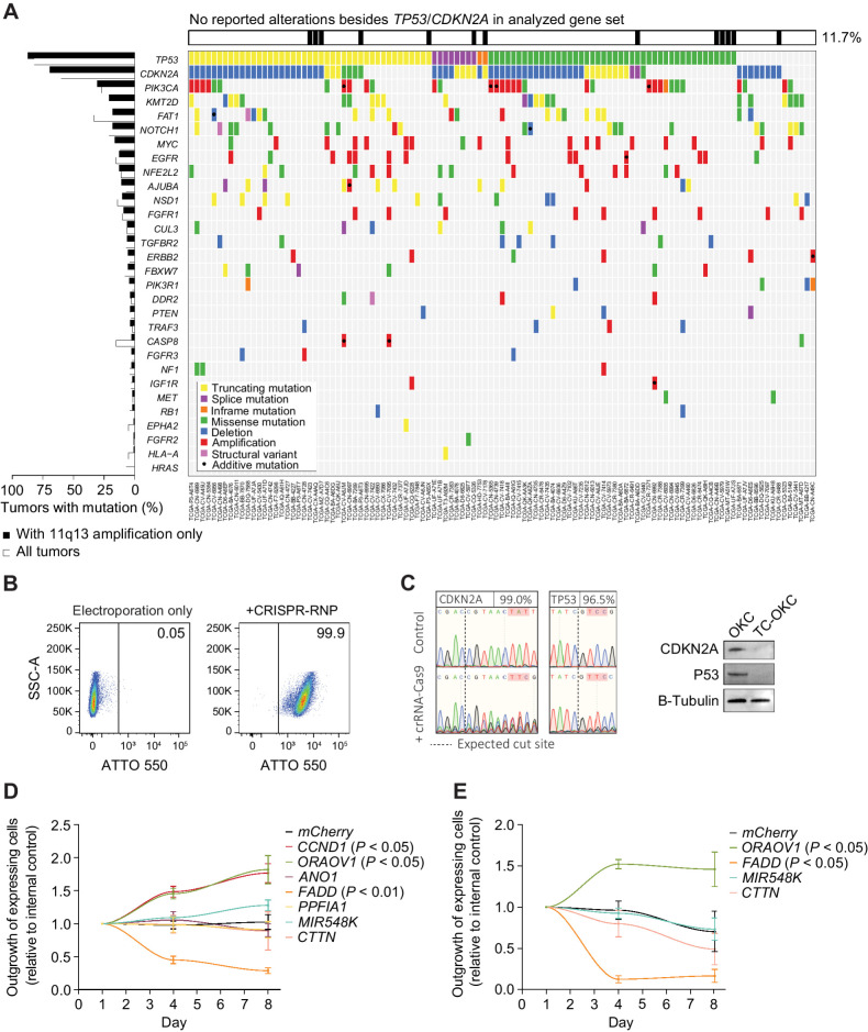 Figure 4. CCND1 and ORAOV1 provide a competitive growth benefit in a novel primary cell model. A, Mutational pattern of the most frequently and significantly altered genes in 11q13-amplified HNSCC tumors (TCGA, n = 111). B, Flow cytometry data on uptake of ATTO-550 labeled Cas9:crRNA:tracrRNA by primary OKC 24 hours post electroporation. C, Left, Sanger Sequencing traces of engineered OKC 96 hours post electroporation. Right, immunoblot for CDKN2A (P16) and P53 6 days post electroporation. D, Outgrowth of 11q13-mCherry/mCherry overexpressing TC-OKC versus EBFP overexpressing TC-OKC. E, Outgrowth of CCND1-EGFP + 11q13-mCherry/mCherry double overexpressing TC-OKC versus EBFP overexpressing TC-OKC.