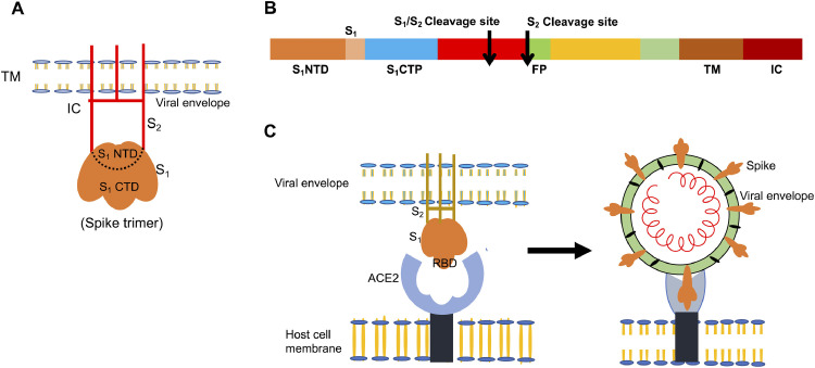 Fig 3: