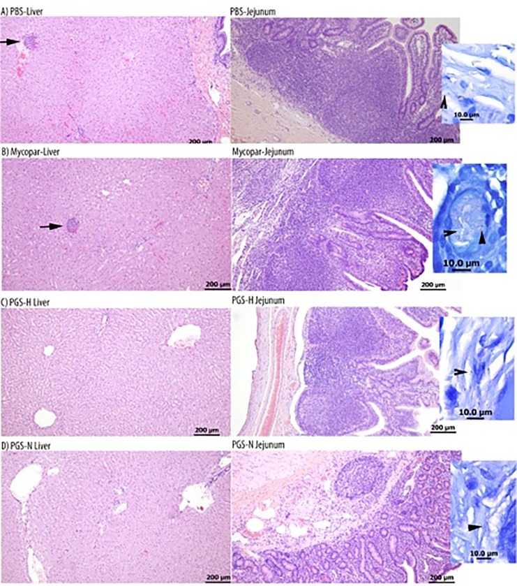 Superior Protection from Live-Attenuated Vaccines Directed against ...