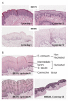 Fig. 2 A