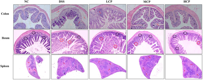 FIGURE 5