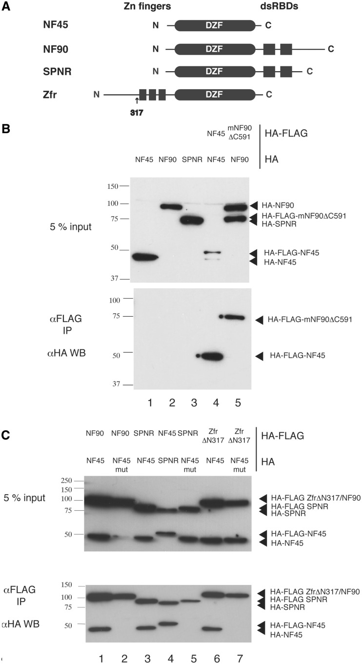 Figure 5.