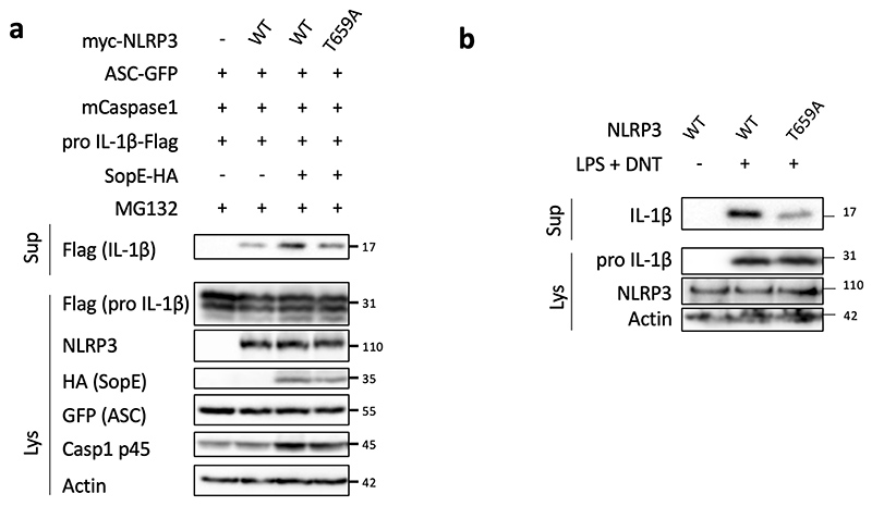 Extended Data Fig. 8