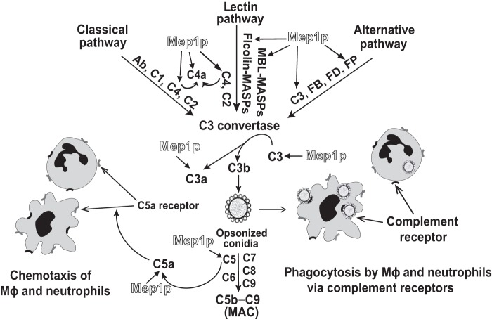 Figure 10.