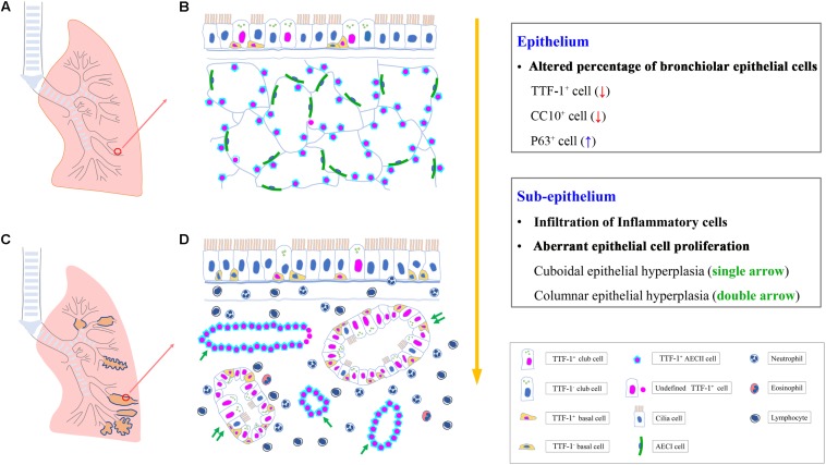 Graphical Abstract