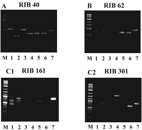 FIG. 2.