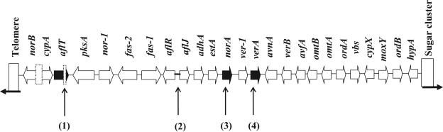 FIG. 1.