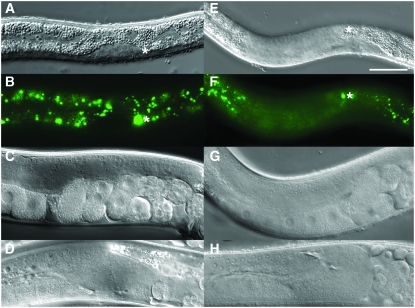 Figure 6.—