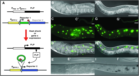 Figure 1.—