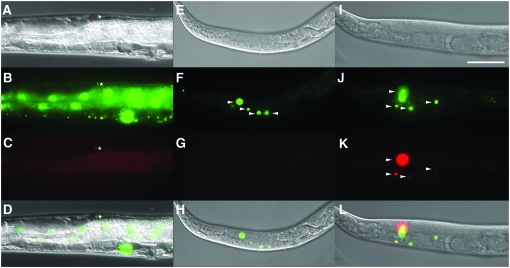 Figure 3.—