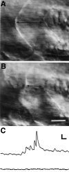 Fig. 3.