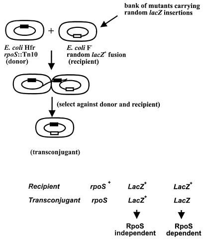 FIG. 1