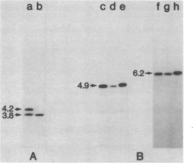 graphic file with name pnas00634-0213-a.jpg