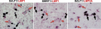 Fig 10