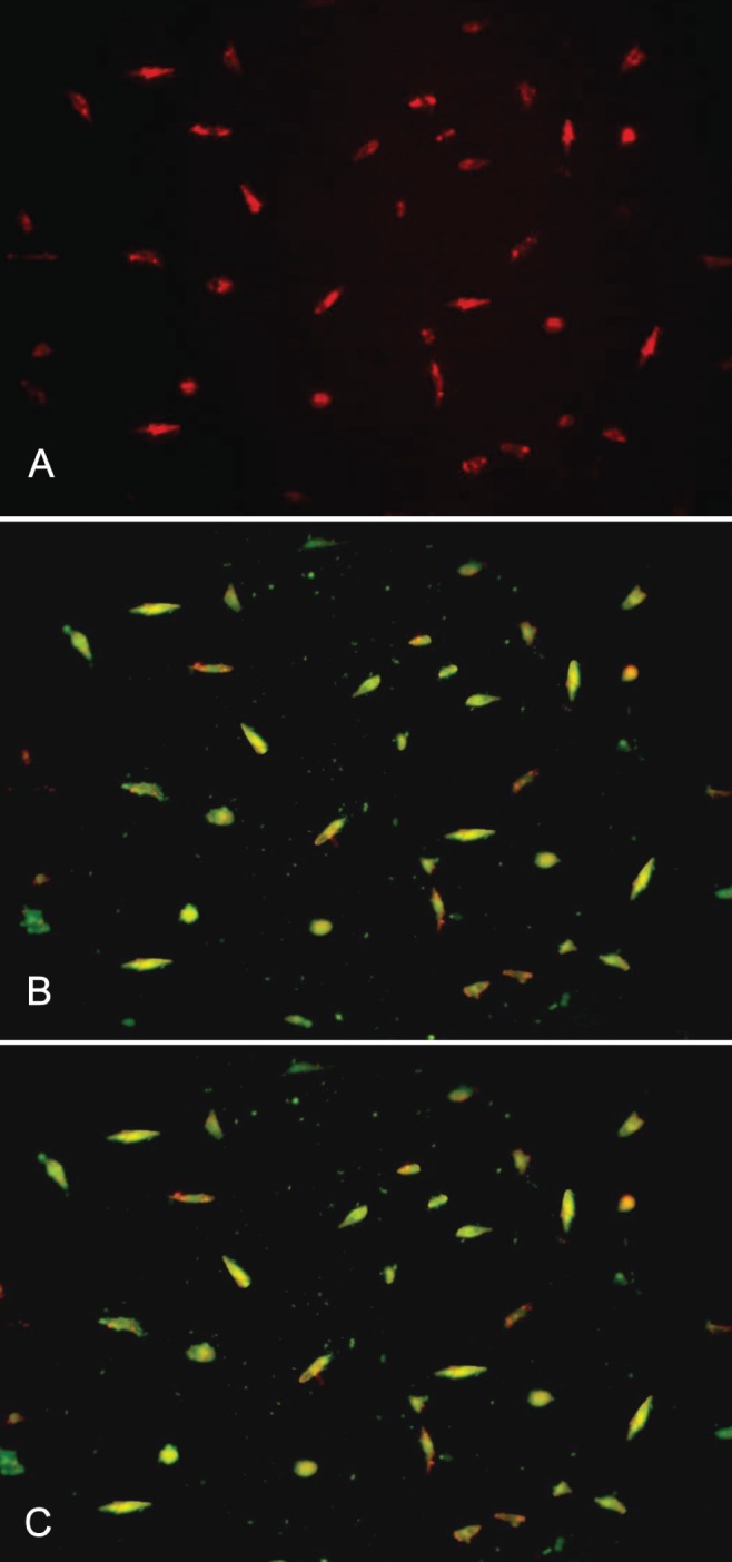 Figure 1)