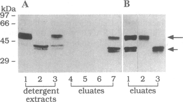 graphic file with name pnas01136-0204-a.jpg