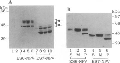 graphic file with name pnas01136-0203-a.jpg