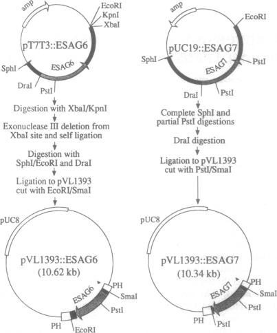 graphic file with name pnas01136-0202-a.jpg