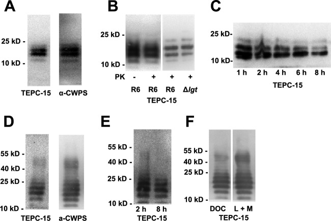 FIG 1