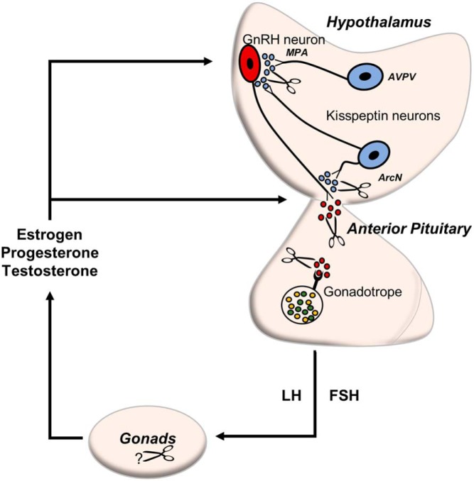 Figure 6.