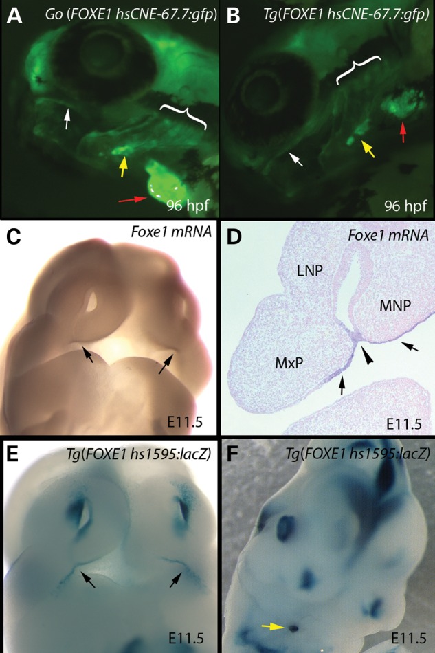 Figure 4.