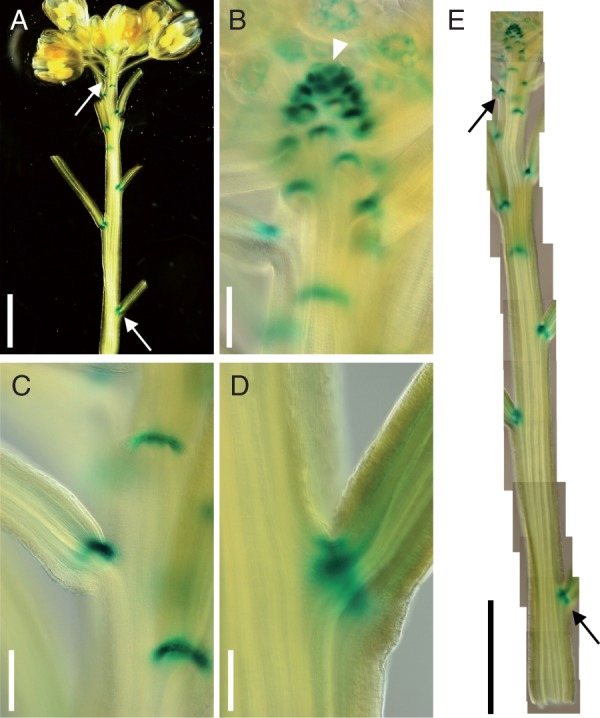 Fig. 6.