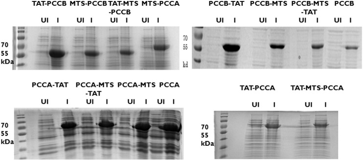 Supplementary Fig. 1