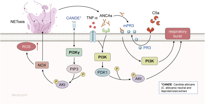 FIGURE 3