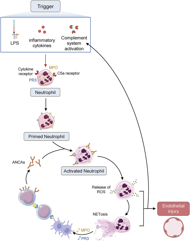 FIGURE 1