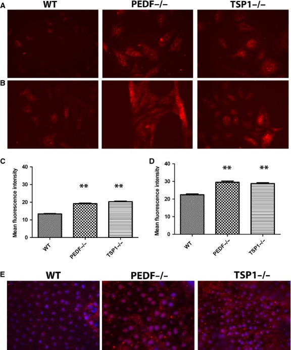 Figure 11.