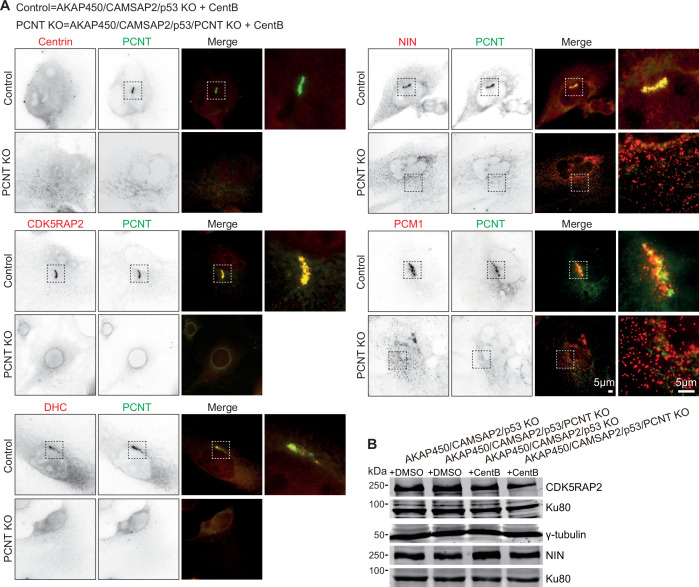 Figure 2—figure supplement 4.