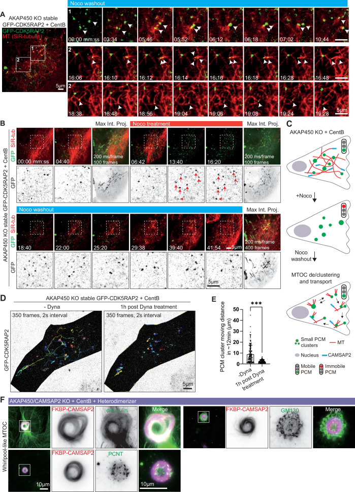 Figure 6—figure supplement 1.