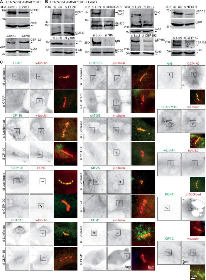 Figure 2—figure supplement 1.