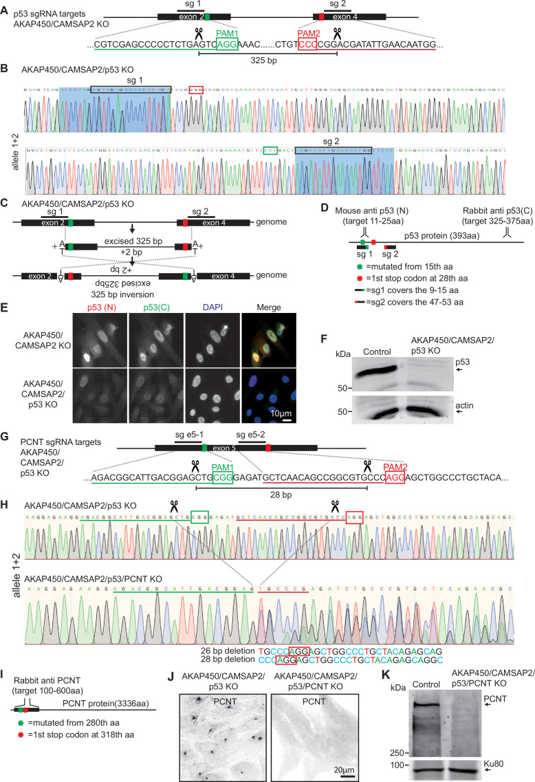 Figure 2—figure supplement 2.