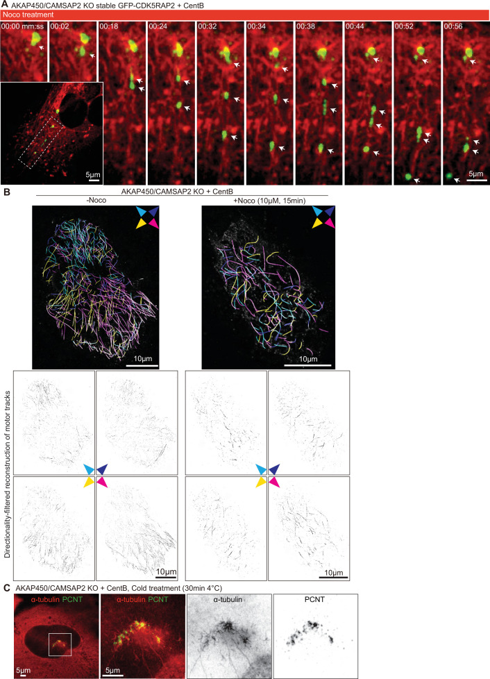 Figure 4—figure supplement 1.