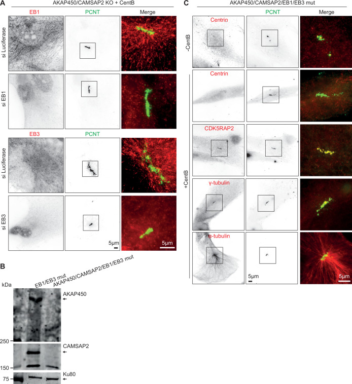 Figure 2—figure supplement 5.