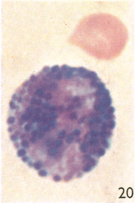 Fig. 20