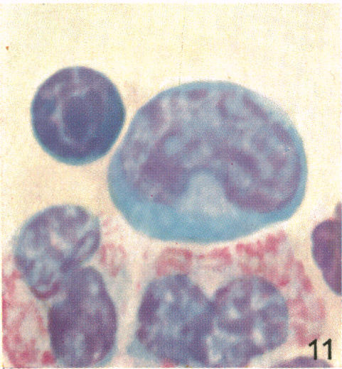 Fig. 11