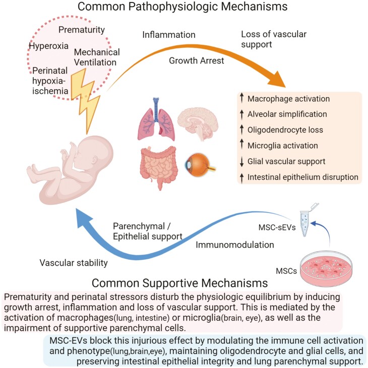 Graphical Abstract