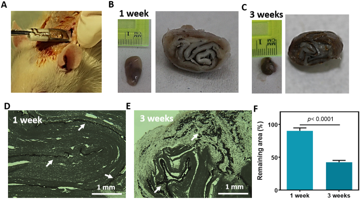 Fig. 6