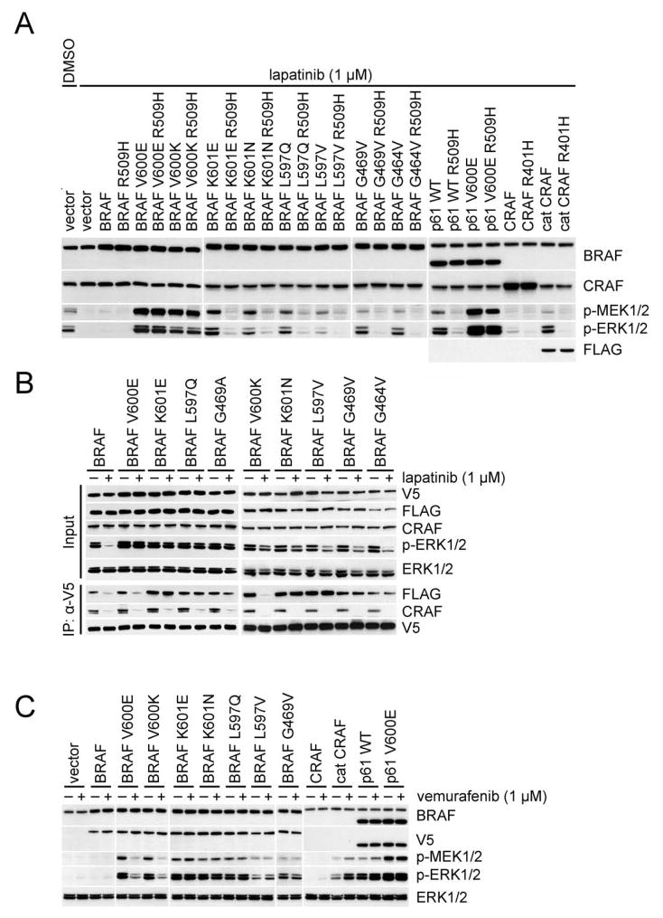 BRAF mutants evade ERK dependent feedback by different mechanisms that ...