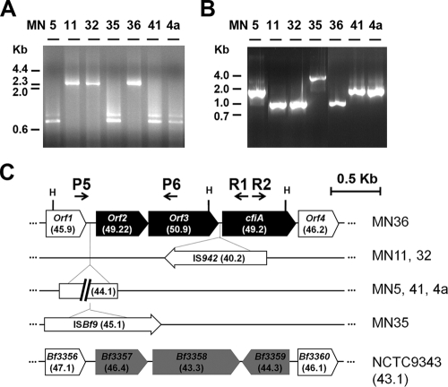 FIG. 2.