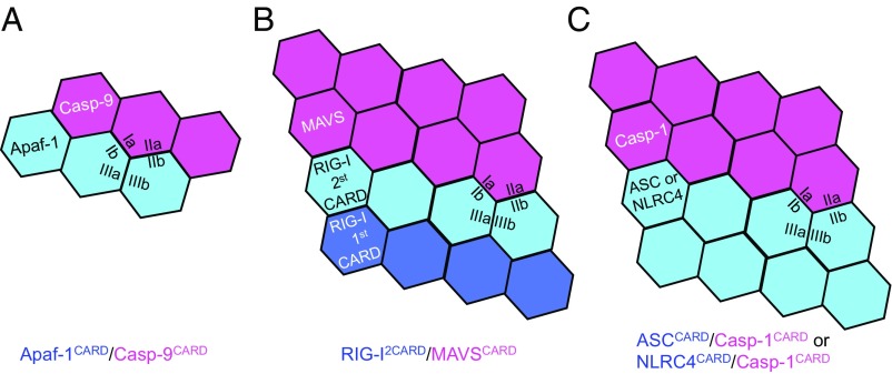 Fig. 6.